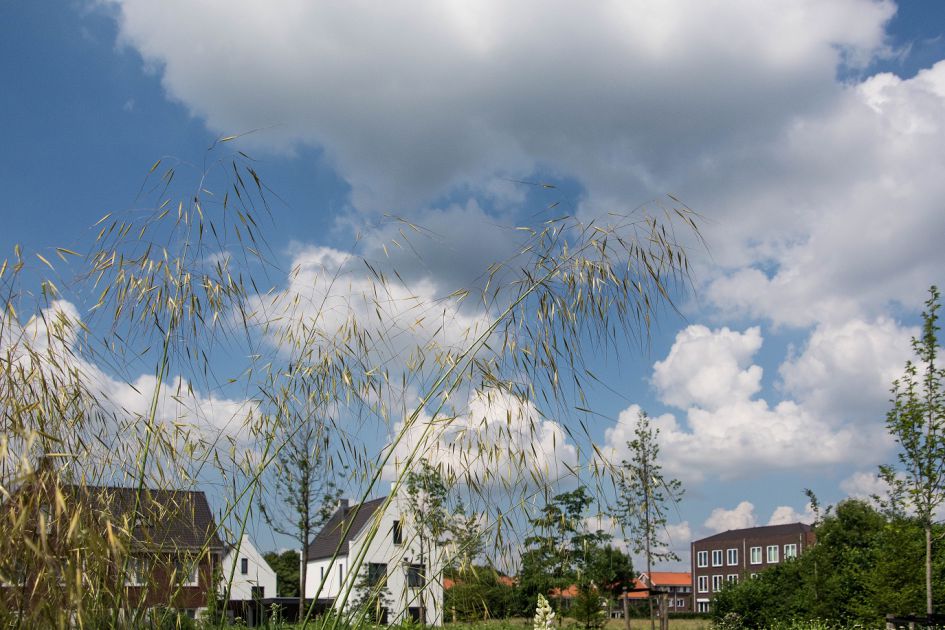 Welke grassoort is dit?